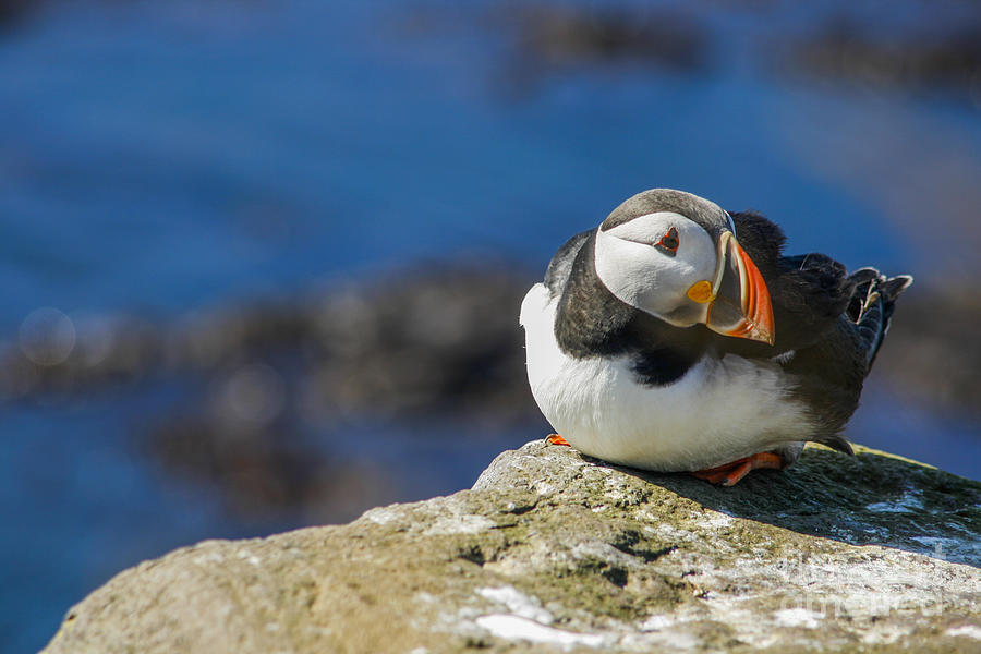 Atlantic puffin Photograph by Patricia Hofmeester