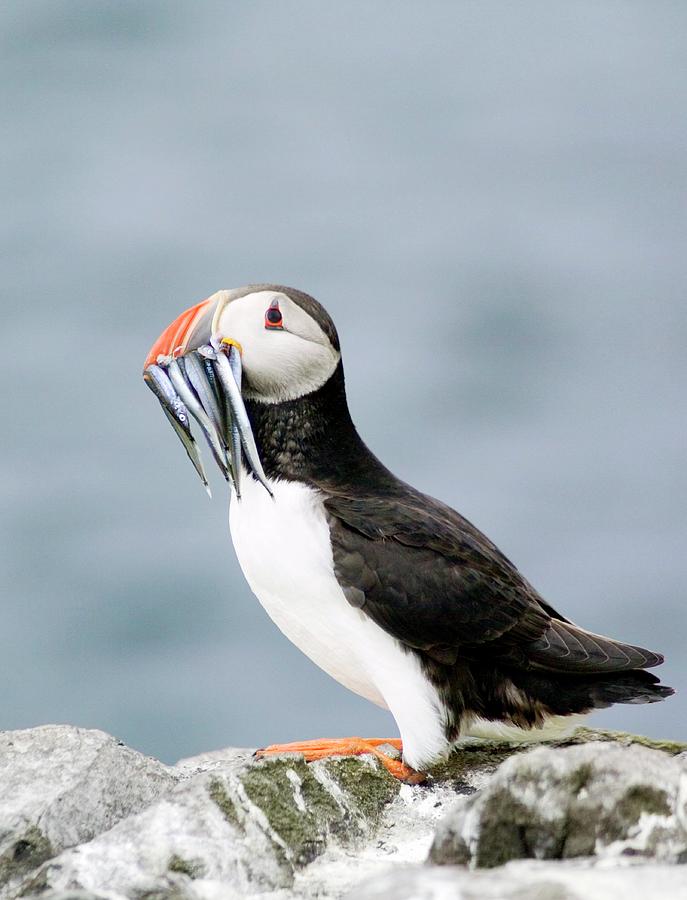 Fish Photograph - Atlantic Puffin by Simon Fraser/science Photo Library