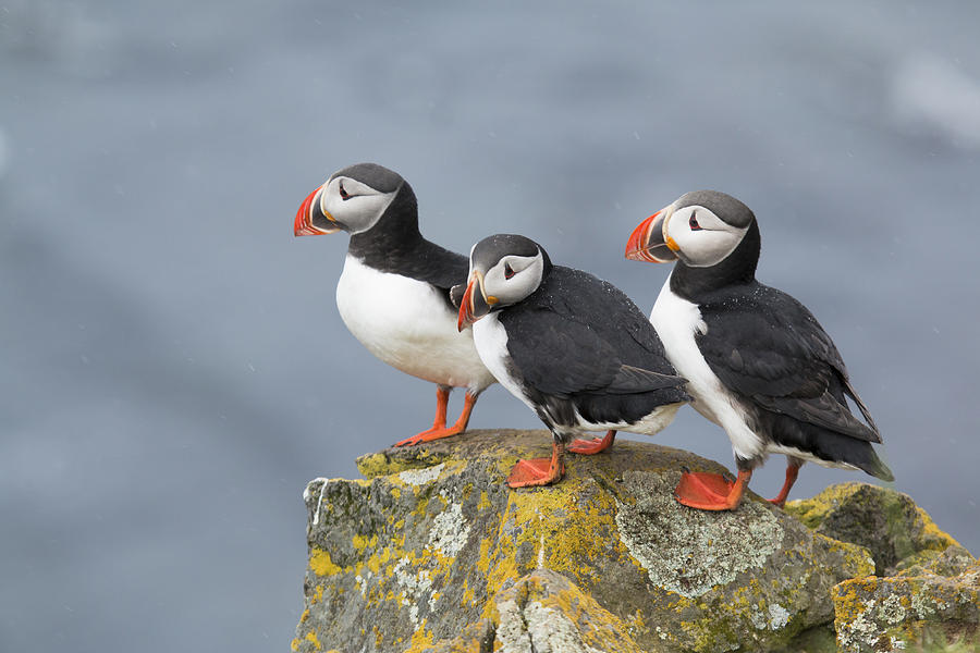 Atlantic Puffin Trio Latrabjarg Iceland Photograph by Bill Coster