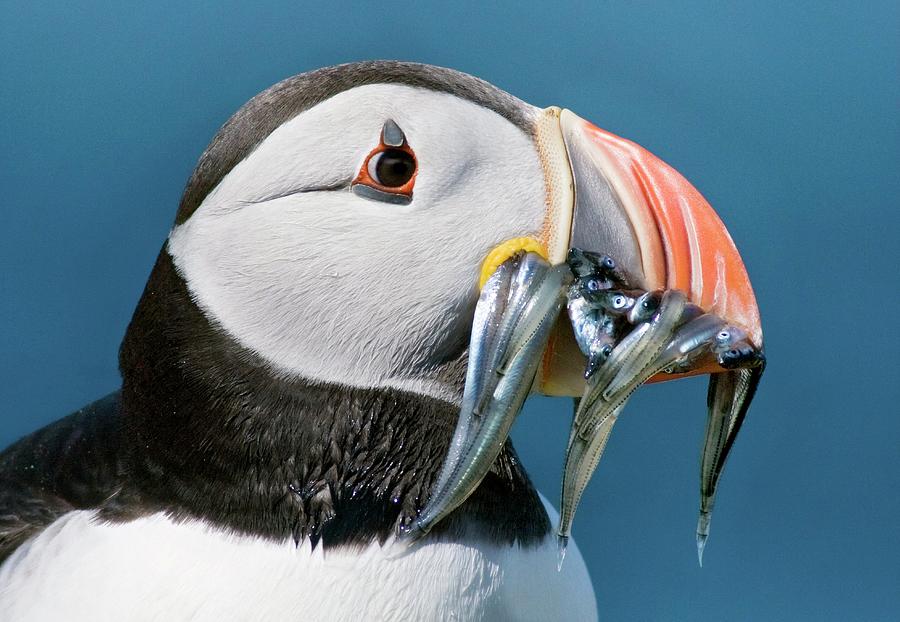 Nature Photograph - Atlantic Puffin With Sand Eels by John Devries/science Photo Library