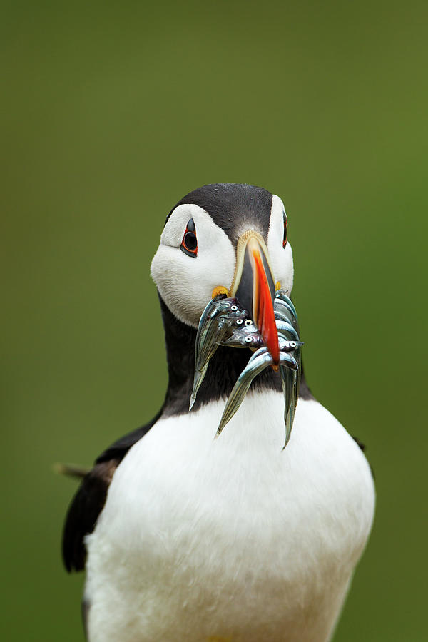 Puffin Photograph - Atlantic Puffin With Sand Eels by Mark Smith