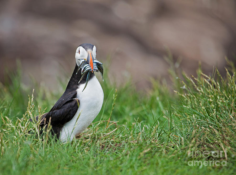 Atlantic Puffin with sandeels Photograph by Liz Leyden