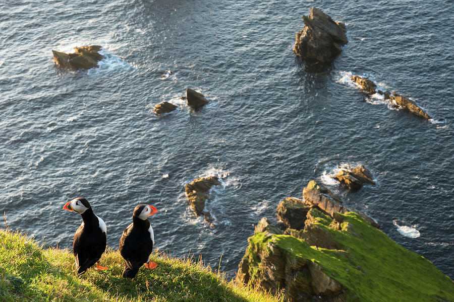Atlantic Puffins At Clifftop Edge Photograph by James Warwick
