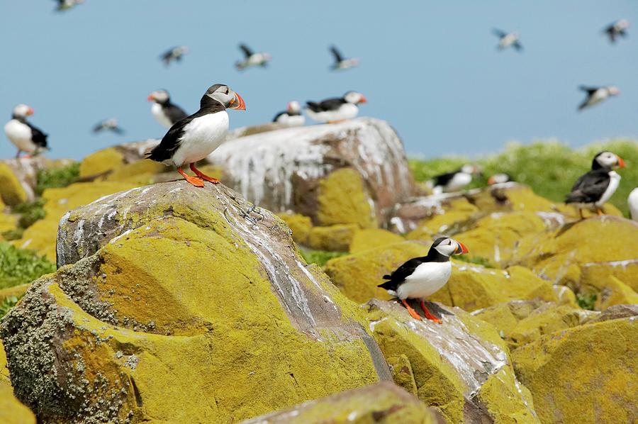 Wildlife Photograph - Atlantic Puffins by Colin Cuthbert/science Photo Library