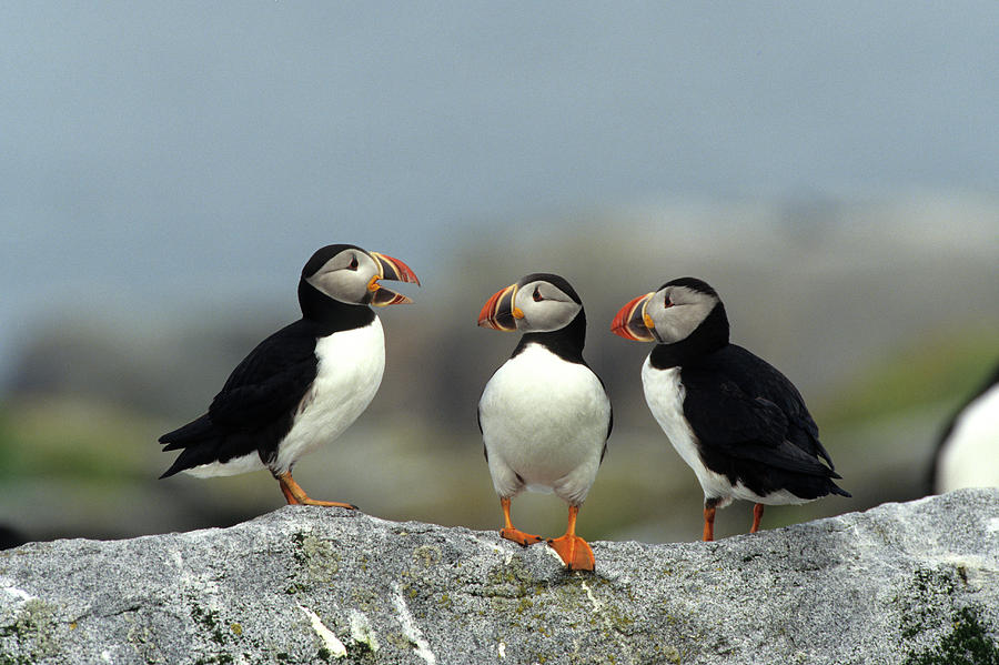 Puffin Photograph - Atlantic Puffins (fratercula Arctica by Richard and Susan Day