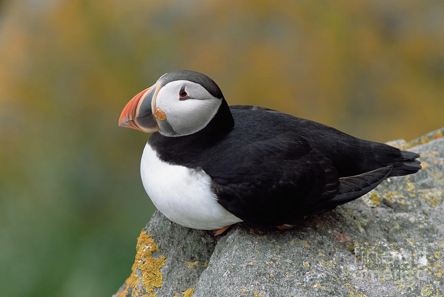 Atlantic Puffin In Breeding Colors #1 Photograph by Yva Momatiuk and John Eastcott