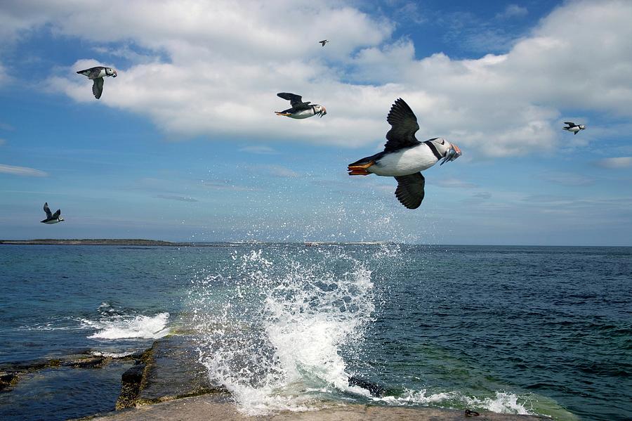 Nature Photograph - Atlantic Puffins In Flight by Steve Allen/science Photo Library