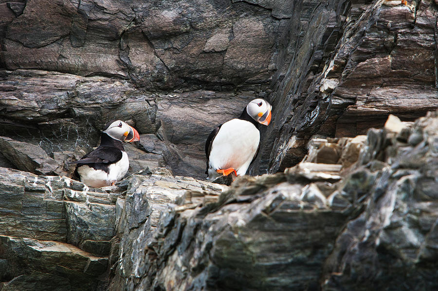 Atlantic Puffins On Rocky Cliffs In Photograph by Anna Henly