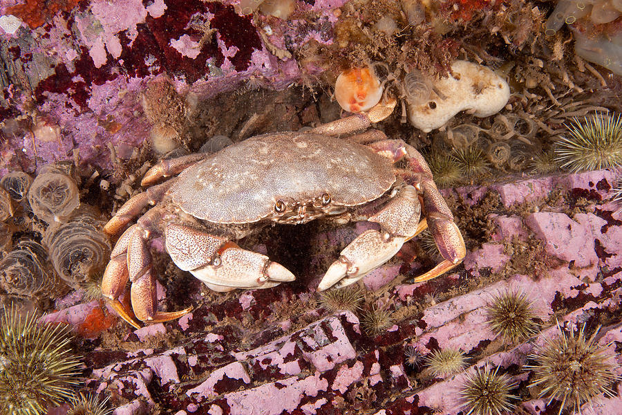 Atlantic Rock Crab Photograph by Andrew J. Martinez