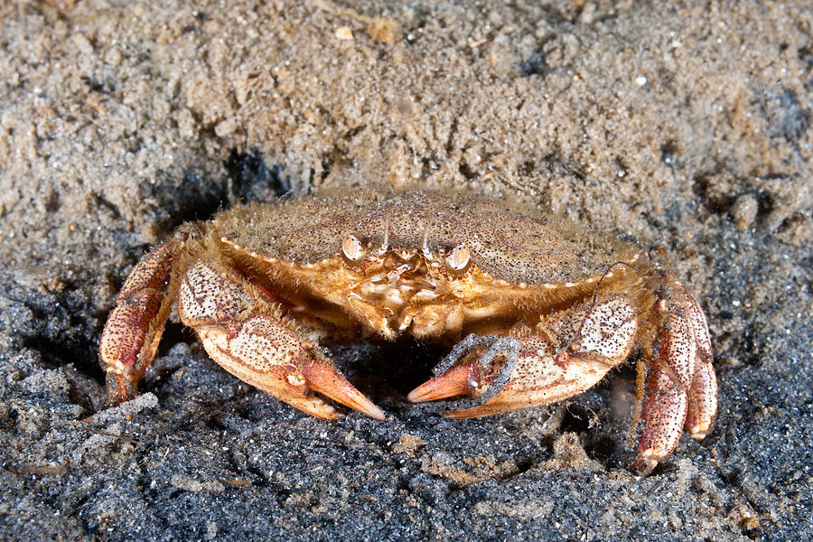 Atlantic Rock Crab Feeding Photograph by Andrew J. Martinez