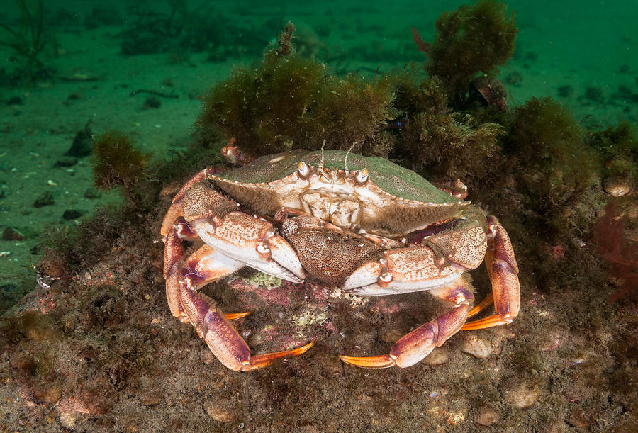 Atlantic Rock Crab Holding Female Photograph by Andrew J. Martinez