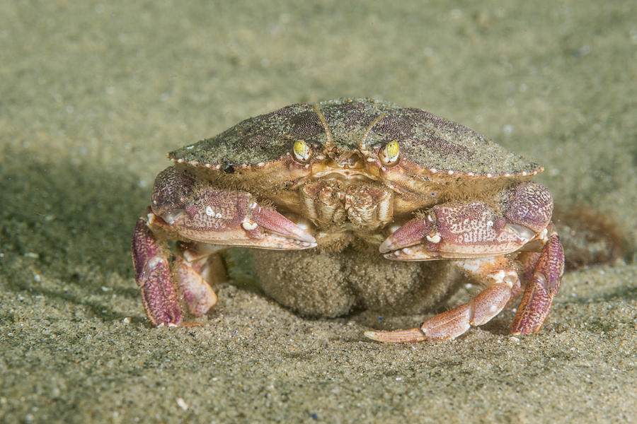 Atlantic Rock Crab With Eggs Photograph by Andrew J. Martinez