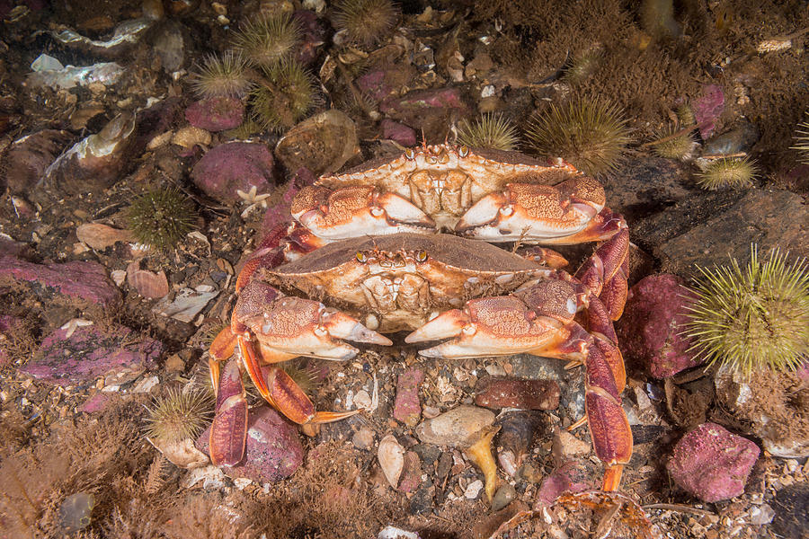 Atlantic Rock Crabs Photograph by Andrew J. Martinez