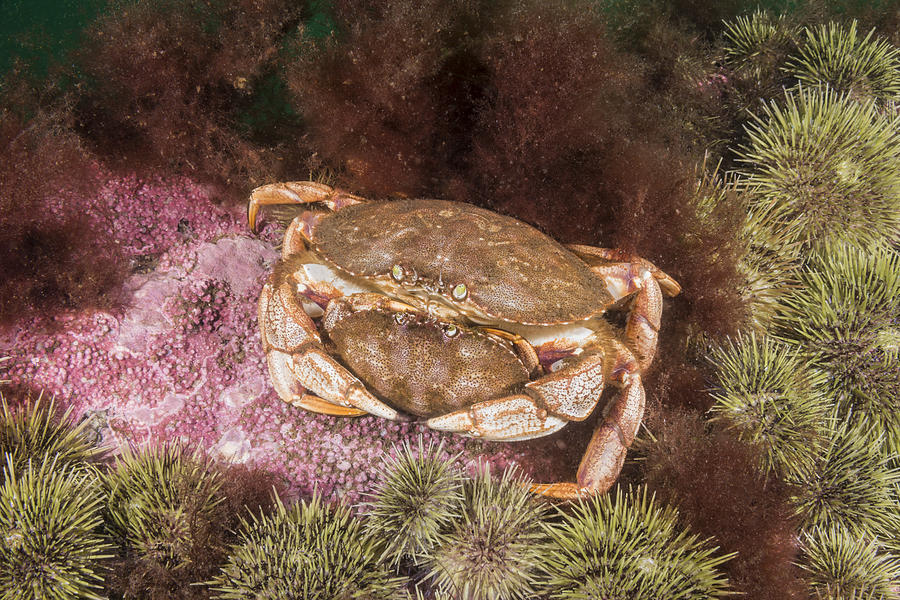 Atlantic Rock Crabs Mating Photograph by Andrew J. Martinez
