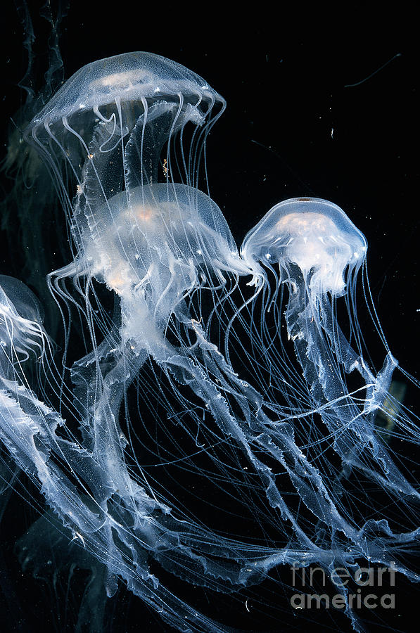 Atlantic Sea Nettle Photograph by Gregory G Dimijian