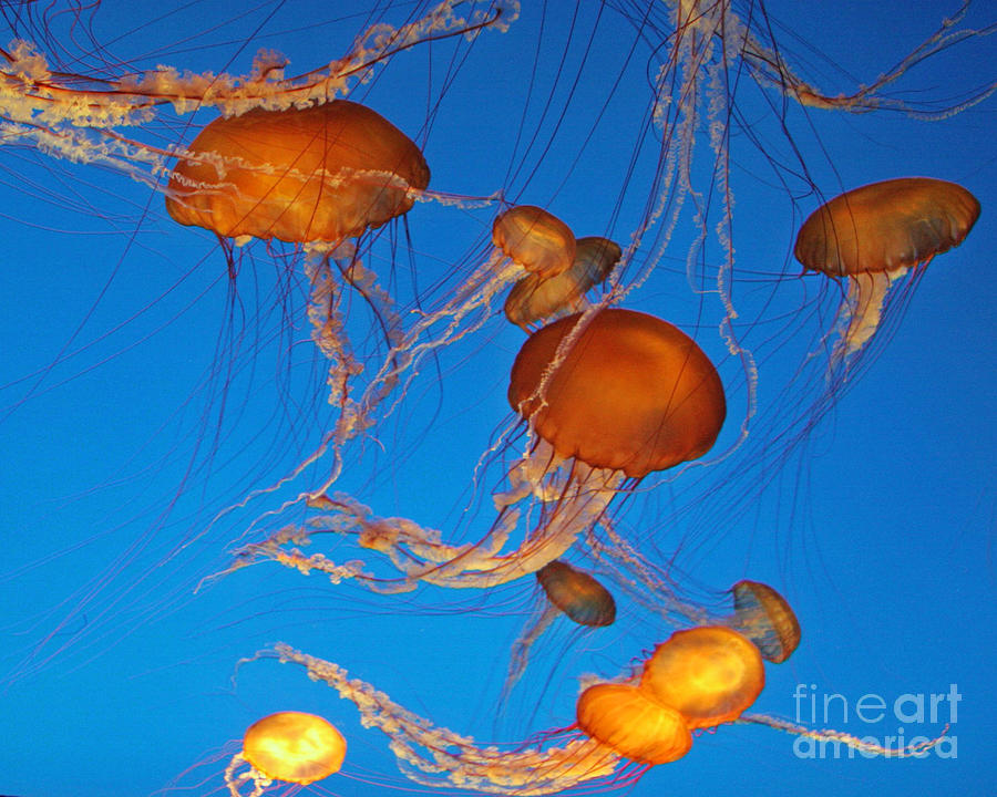 Atlantic Sea Nettle Jellyfish Photograph by Tap On Photo