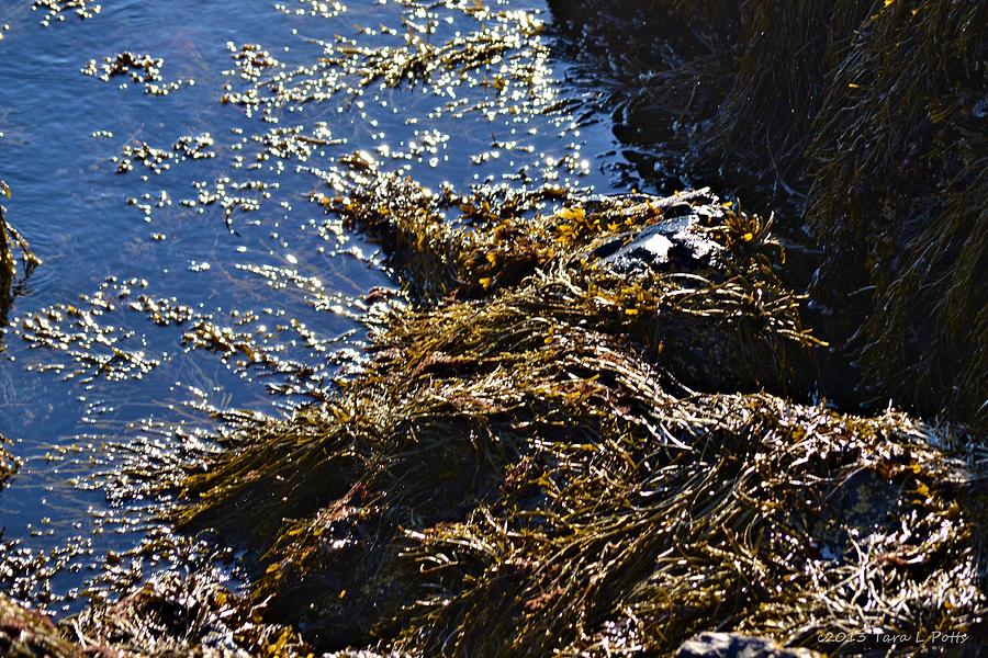 Atlantic Seaweed Photograph by Tara Potts