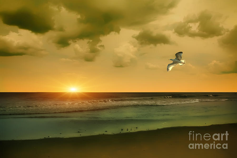 Seagull Photograph - Atlantic Shoreline by Tom York Images