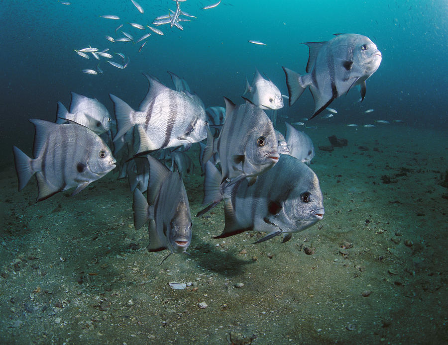 Atlantic Spadefish School Grays Reef Photograph by Flip Nicklin