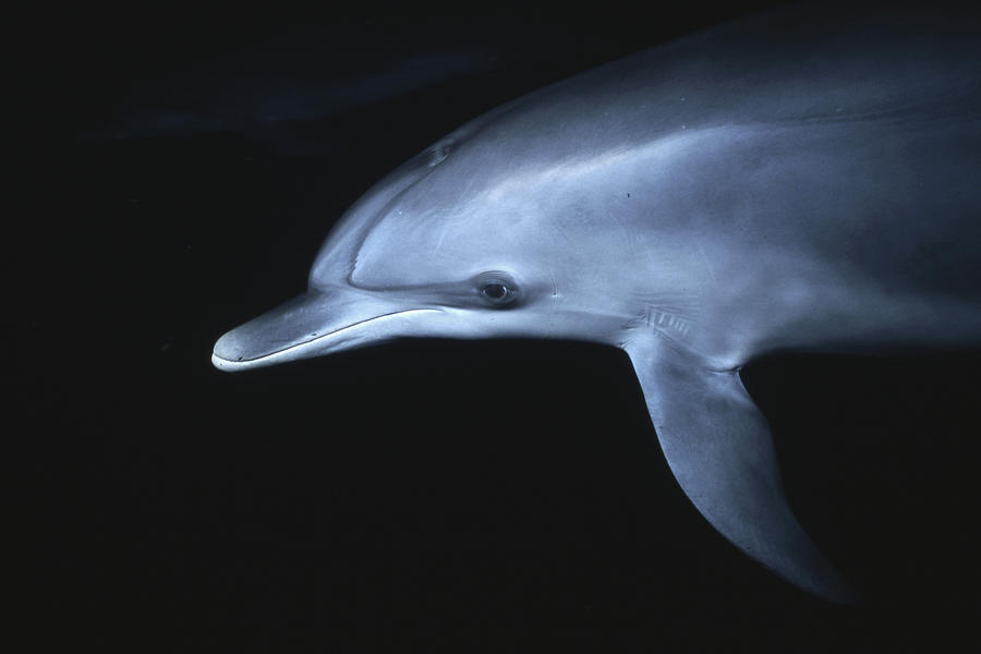 Atlantic Spotted Dolphin Juvenile Photograph by Hiroya Minakuchi