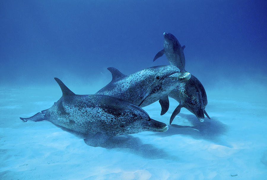 Atlantic Spotted Dolphin Males Bahamas Photograph By Hiroya Minakuchi