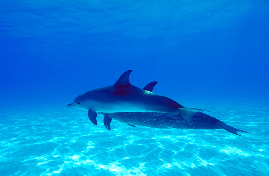 Atlantic Spotted Dolphins Photograph by F. Stuart Westmorland