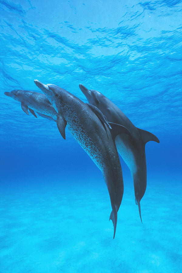 Atlantic Spotted Dolphins With Remoras Photograph by Hiroya Minakuchi