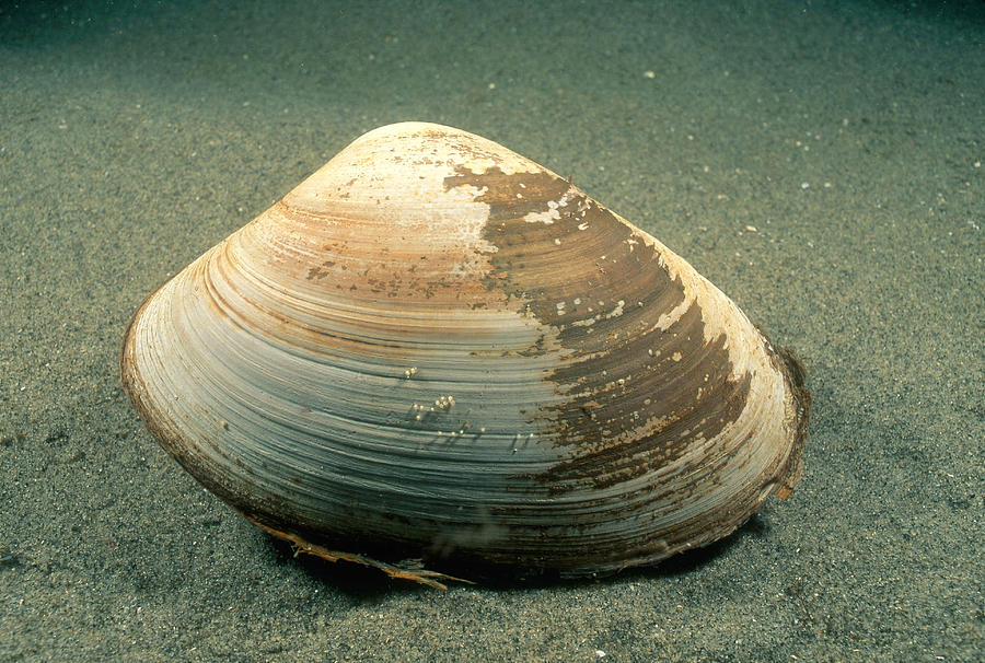oyster spat surf clam shell