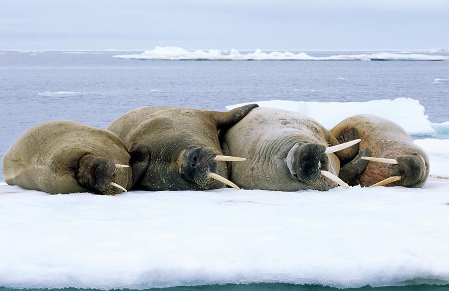 Atlantic Walruses  Photograph by Rinie Van Meurs