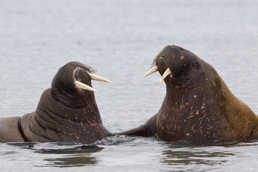 Atlantic Walruses Facing Each Other Photograph by Dickie Duckett
