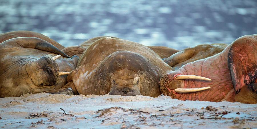 Atlantic Walruses Resting On Sandy Beach Photograph by Peter J. Raymond