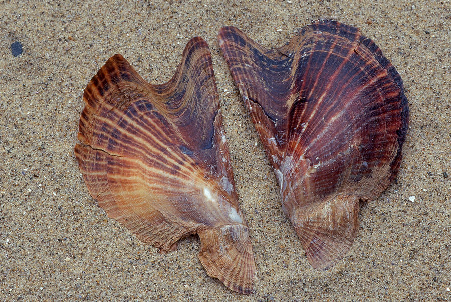 Atlantic Winged Oyster Photograph by Andrew J. Martinez
