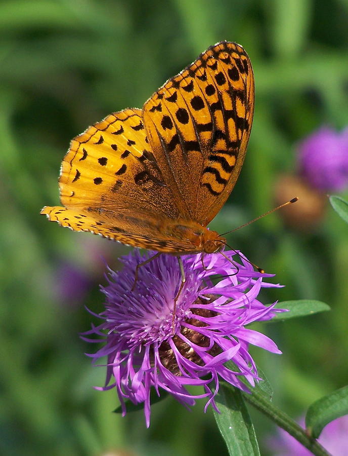 Atlantis fritillary butterfly Photograph by Allen Ponziani - Pixels