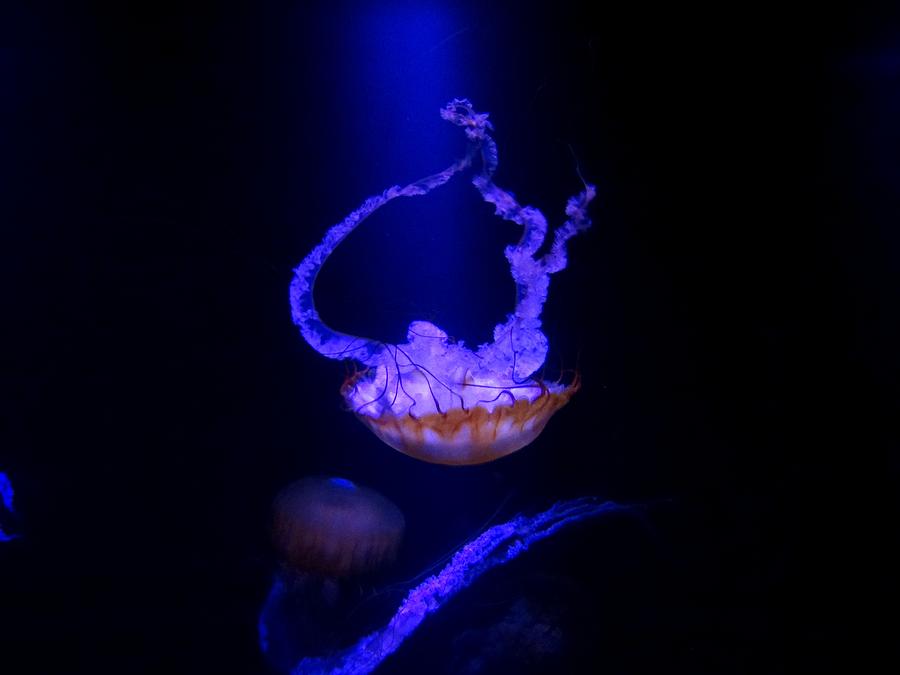 Atlantis Jelly Fish Photograph by Keith Stokes