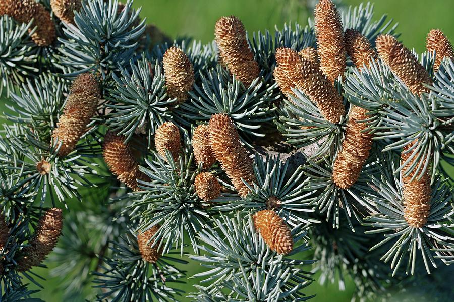 Nature Photograph - Atlas Cedar (cedrus Atlantica) by Dr. Nick Kurzenko
