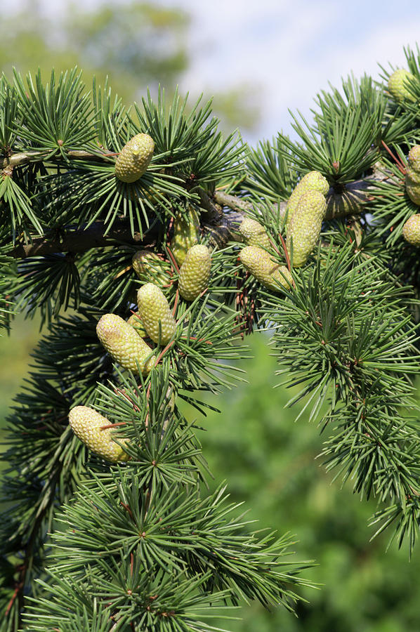 Atlas Deodar (cedrus Atlantica) Photograph by Brian Gadsby/science ...