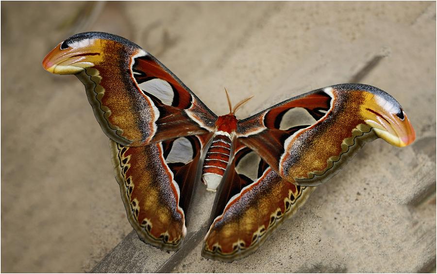 Hawk Photograph - Atlas Hawk Moth by John Fotheringham