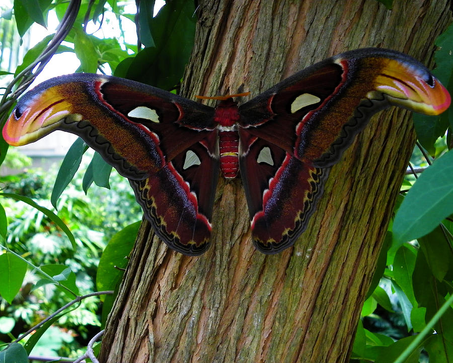 Atlas Moth 1 Photograph by Judy Wanamaker