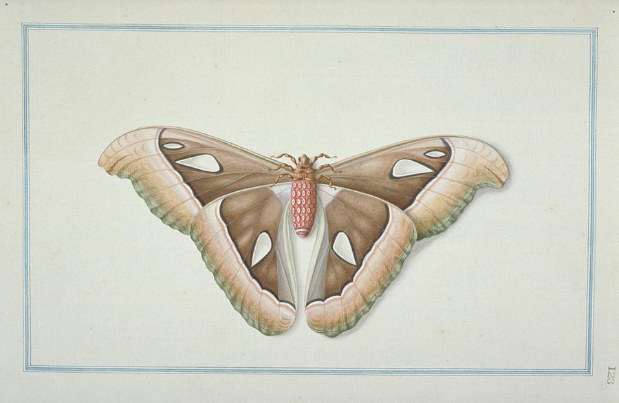 The science behind the Moth Atlas