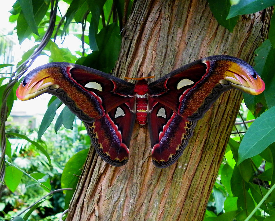 Atlas Moth 2 Photograph by Judy Wanamaker