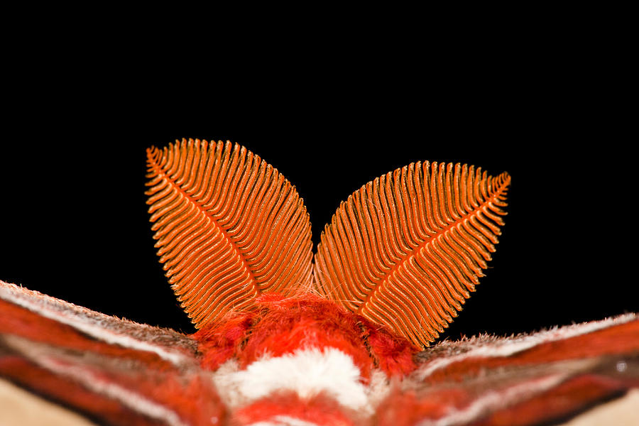 Atlas Moth Antennae Photograph by Jeffrey Lepore