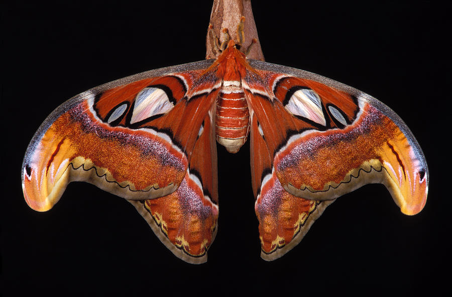 Atlas Moth Attacus and Cocoon Photograph by Robert Jensen - Pixels