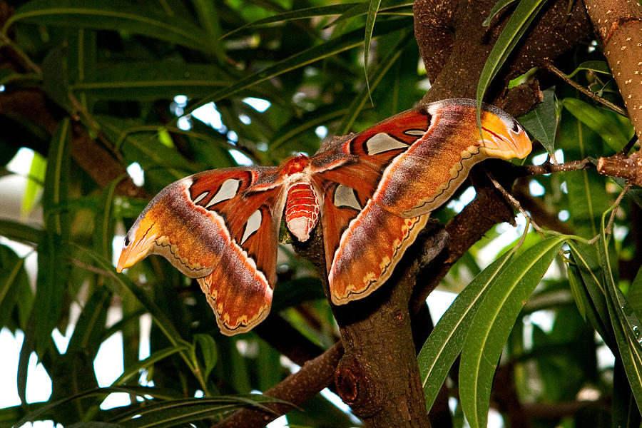 Atlas Moth Photograph