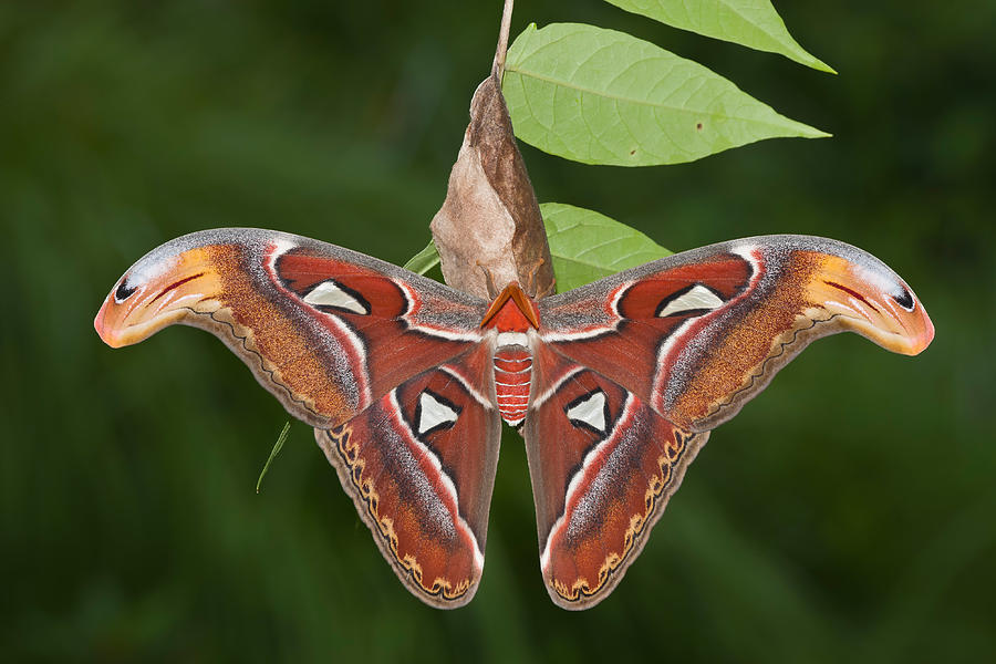 Atlas Moth Photograph by Jeffrey Lepore - Fine Art America