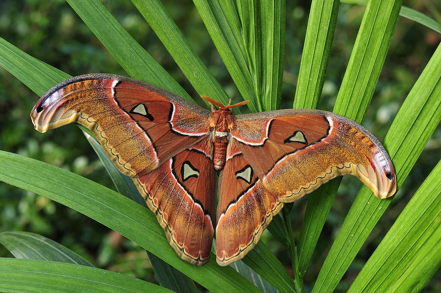 Atlas Moth Male Malaysia Photograph by Thomas Marent
