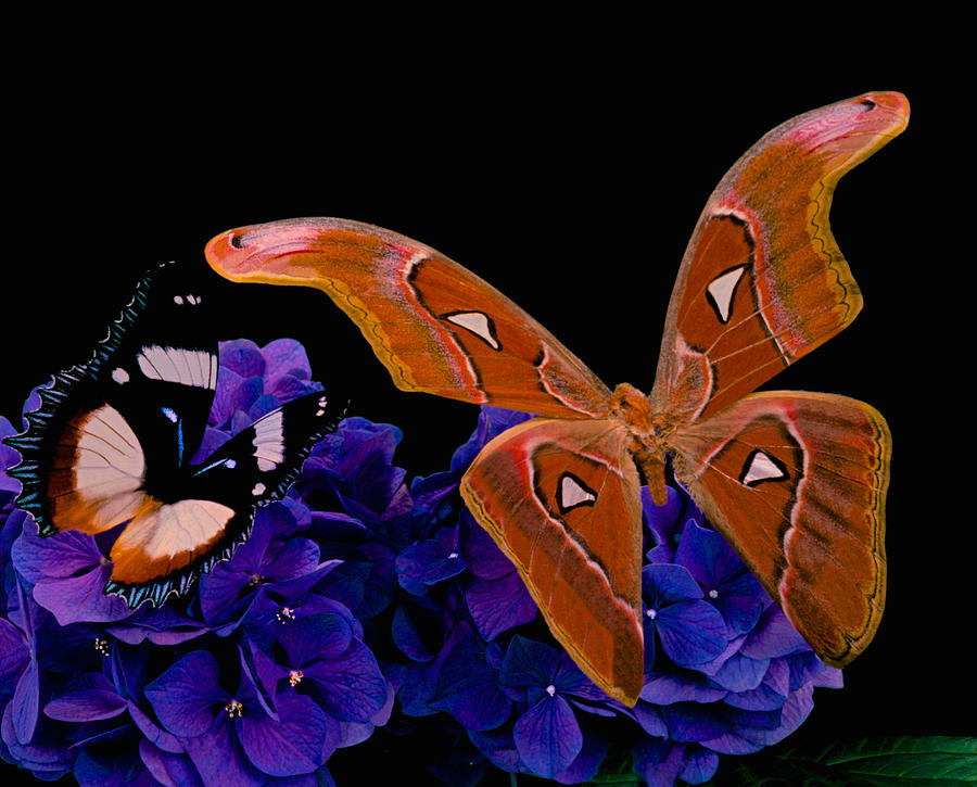 Flower Photograph - Atlas Moth Rendezvous With The Gladiator Butterfly At Midnight by Leslie Crotty