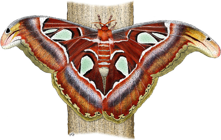 Atlas Moth Photograph by Roger Hall