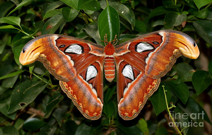 Nature Photograph - Atlas Moth by Ruth Jolly