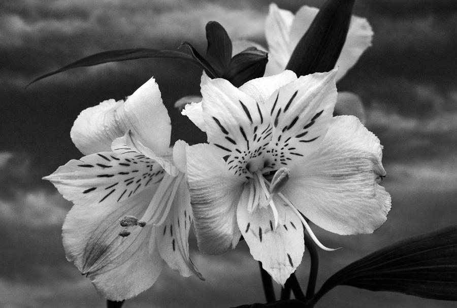 Atmospheric Alstroemeria. Photograph by Terence Davis