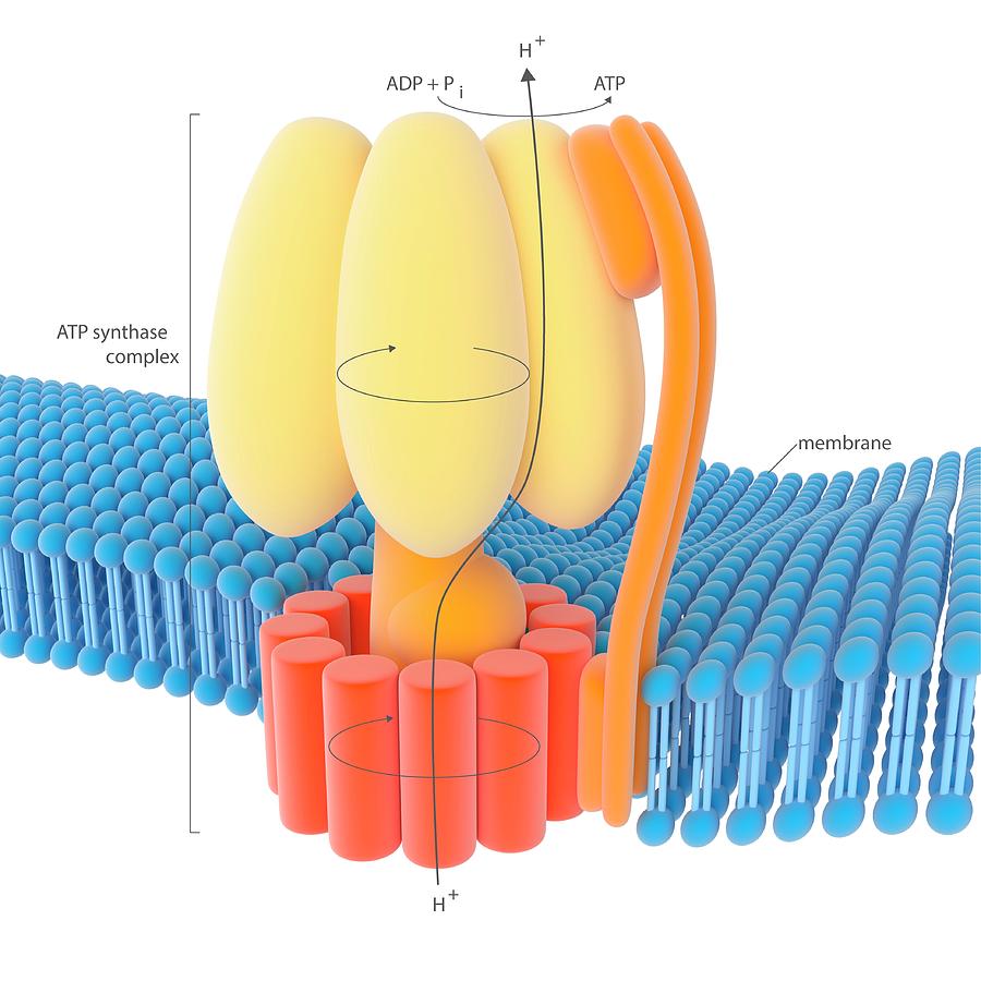 Atp Synthase Enzyme Complex Photograph by Science Photo ...